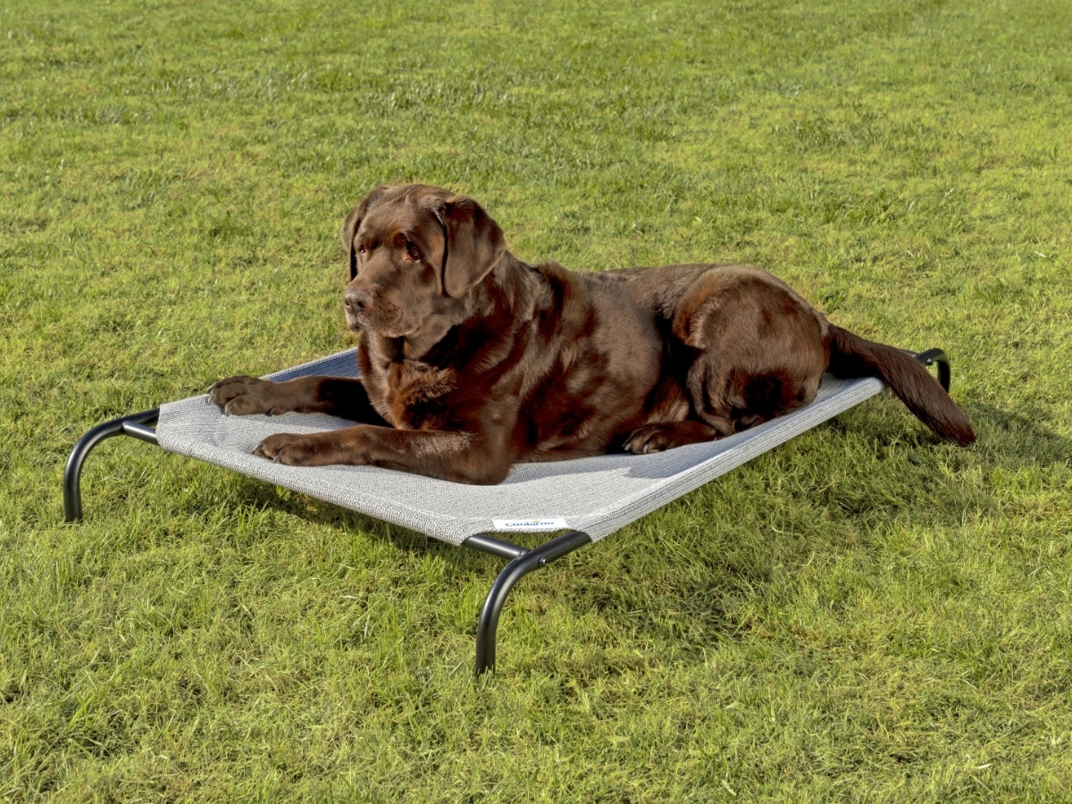 Chocolate Labrador resting on a grey Coolaroo Original Elevated Dog Bed with a raised fabric deck and metal frame